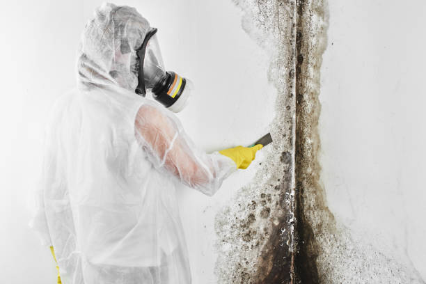 Office Mold Removal Services in Blossburg, PA